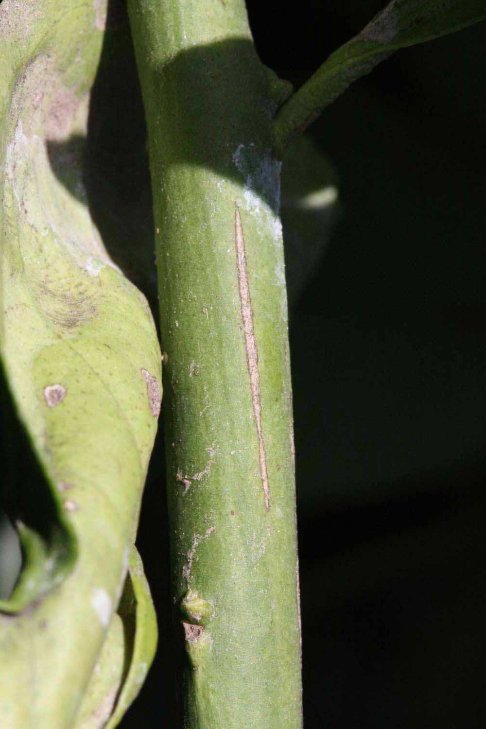            First year twig (Riverside, CA)   